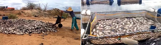 Colônia de pescadores calcula prejuízos de mais de R$ 1 milhão com a mortandade dos peixes (Foto: Renato Medeiros)