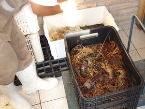 Estoque de pescado deve ser declarado no Ibama (Foto: Waldson Costa/G1)