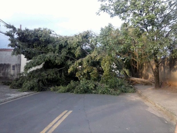 Árvore caída no bairro Algodoal, em Piracicaba, cortou energia elétrica (Foto: Allan Furtado / Acervo pessoal)