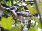 Filhote de ave brasileira Guará pode ser observado no zoo de Sorocaba  