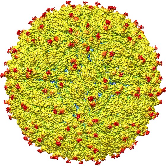 A superfície do vírus zika. Sua estrutura é semelhante à do vírus da dengue, o que pode ajudar no desenvolvimento de vacinas (Foto: Purdue University/Kuhn and Rossmann Research Groups)