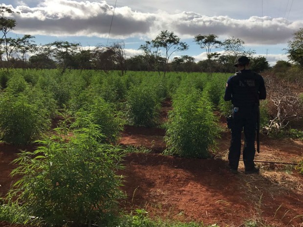 Roça de maconha foi descoberta no município de Cafarnaum, na Bahia (Foto: Divulgação/SSP-BA) Roça de maconha foi descoberta no município de Cafarnaum, na Bahia (Foto: Divulgação/SSP-BA)