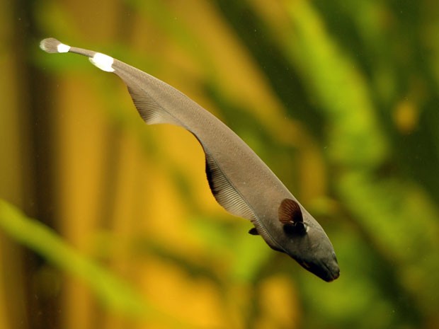 Cientistas analisaram o peixe elétrico da Amazônia (Foto: Per Erik Sviland/Northwestern/BBC)