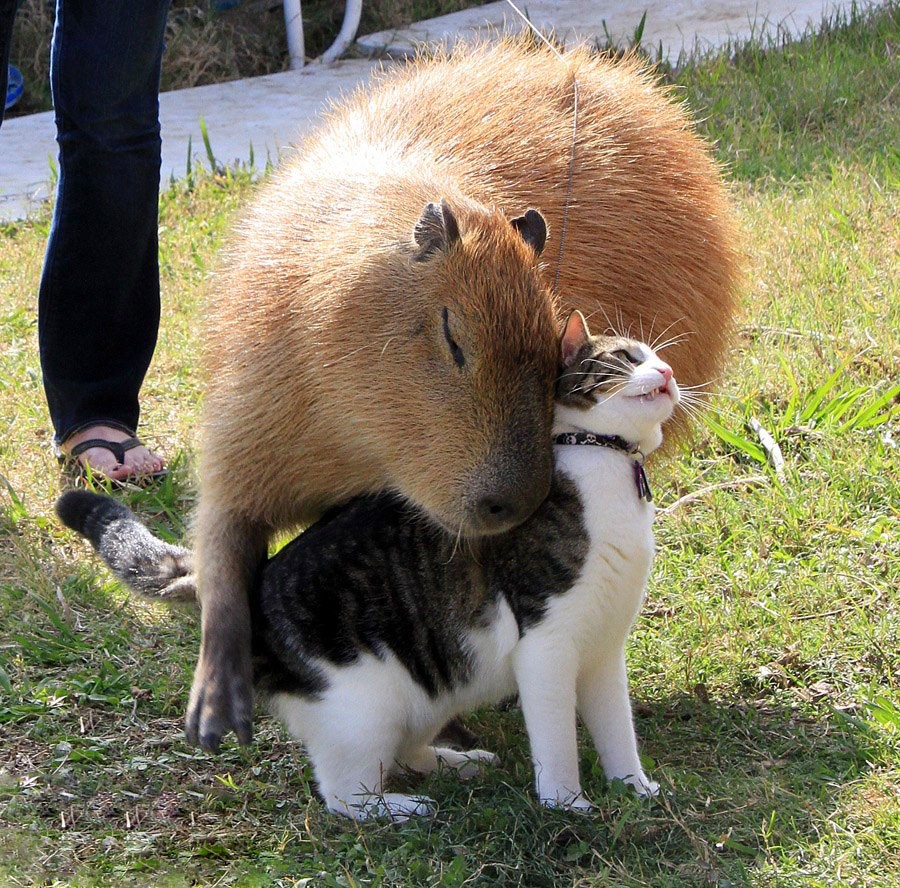 CAPIVARA: O ANIMAL MAIS LEGAL DE TODOS 