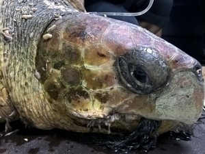 Tartaruga da espécie bicuda foi resgatada e está em tratamento (Foto: Divulgação/Gremar )