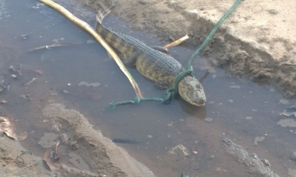 População conseguiu imobilizar o jacaré e acionou o Corpo de Bombeiros. (Foto: Divulgação / Corpo de Bombeiros)