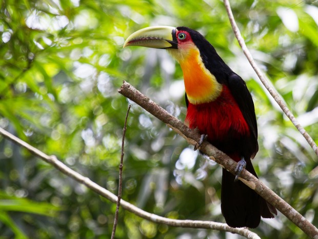 Tucano de bico verde (Ramphastos dicolorus), em Mogi das Cruzes (SP). (Foto: Jefferson Leite / Arquivo Pessoal)