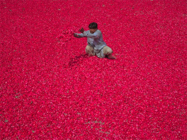 Homem espalha pétalas de rosas, que serão usadas para produzir incenso, no Paquistão nesta terça-feira (22) (Foto: Reuters/Mohsin Raza )
