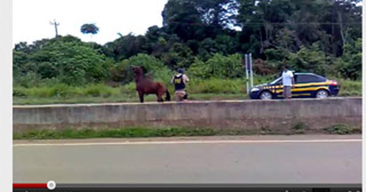 G1 - PRF apura ação em que policial mata cavalo em rodovia de Rondônia ...
