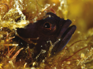 Peixe 'Macaquinho cabeça-preta' é um dos animais marinhos registrados  (Foto: Edufsc/Divulgação)