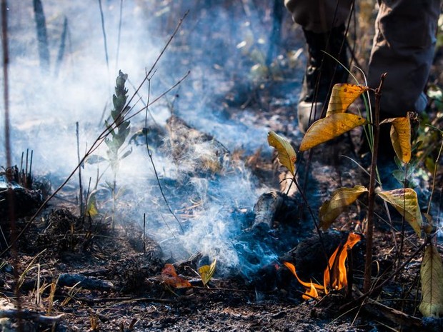 Incêndios tiveram aumento em MT em 2016 (Foto: Divulgação/Sema)