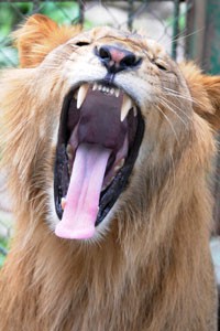 Leão no zoológico Joya Grande, em Honduras (Foto: Orlando Sierra/AFP)