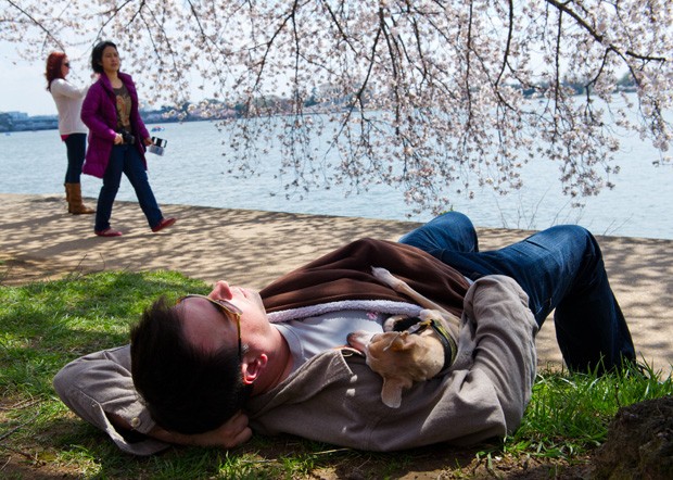 Homem foi flagrado tirando soneca com seu cão embaixo de uma cerejeira em Washington DC (EUA) (Foto: Karen Bleier/AFP)