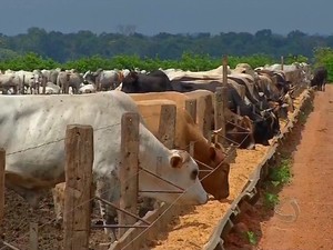 Pecuária intensiva em Mato Grosso (Foto: Reprodução TVCA)