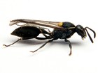 Estudo desvenda como veneno de vespa brasileira mata célula de câncer