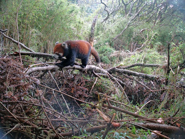 Exemplar de panda-vermelho que vive em áreas preservadas da China (Foto: WWF/Peking University)