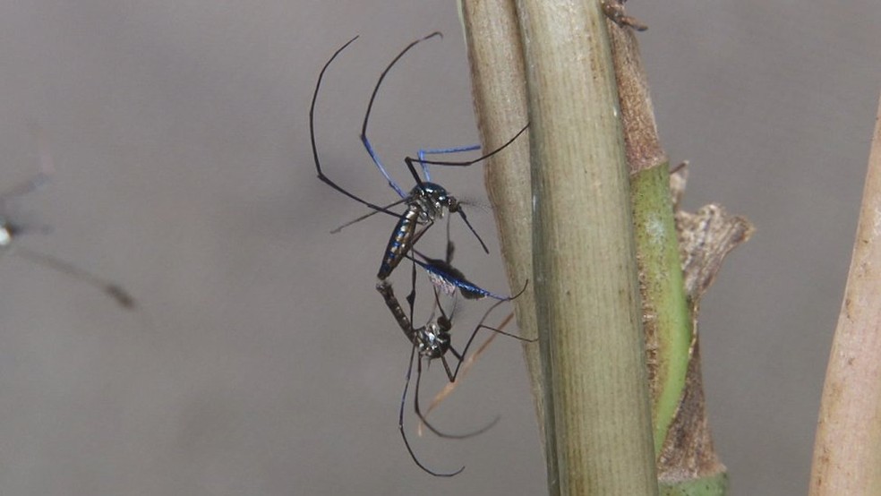 Sem ter macaco para picar na copa das árvores, os mosquitos buscarão alimento nos humanos (Foto: Josué Damacena/IOC/Fiocruz)
