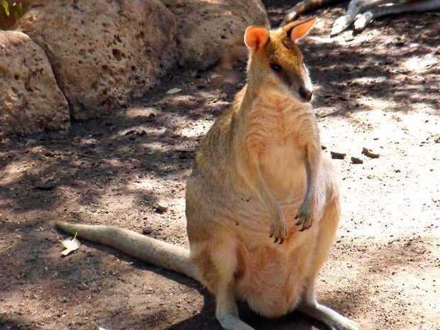 Canguru em parque perto de Sydney; superpopulação de algumas espécies levou governo a permitir exploração de carne e couro do animal (Foto: Flávia Mantovani/G1)