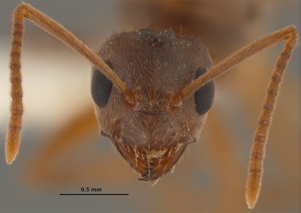 Formiga rainha da espécie 'Nylanderia fulva' (Foto: Divulgação/Joe MacGown/Museu Entomológico de Mississippi)