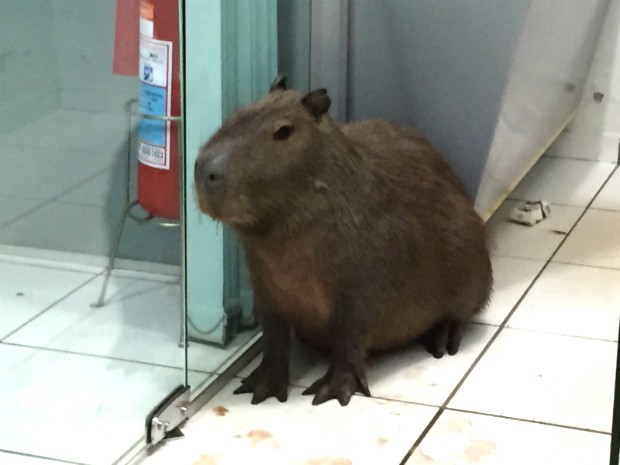 Capivara ficou presa no espaço dos caixas eletrônicos de banco (Foto: Arquivo Pessoal/ Márcio Cordeiro)