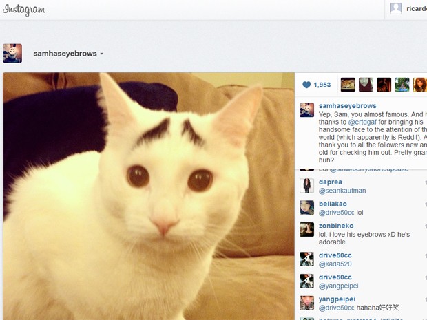Imagem do gato Sam no Instagram (Foto: Reprodução/Instagram)