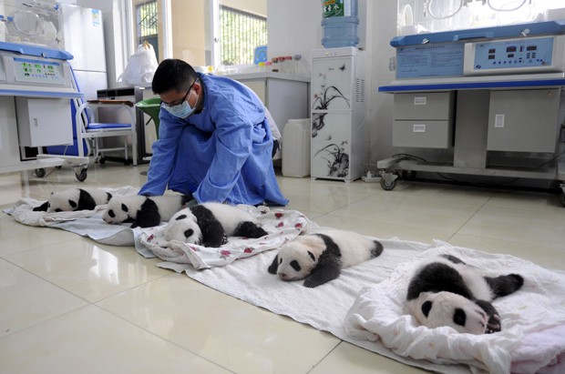 Pesquisador cuida de pandas em centro de reprodução de pandas em Ya'an, na China  (Foto: Reuters/Stringer)