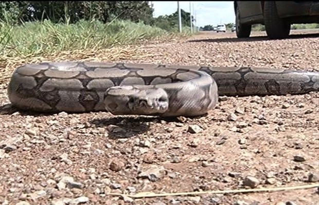 Jiboia filmada ao atravessar rodovia dá bote em câmera, em Santo Antônio do Descoberto (Foto: Reprodução/TV Anhanguera) Jiboia filmada ao atravessar rodovia dá bote em câmera, em Santo Antônio do Descoberto (Foto: Reprodução/TV Anhanguera)