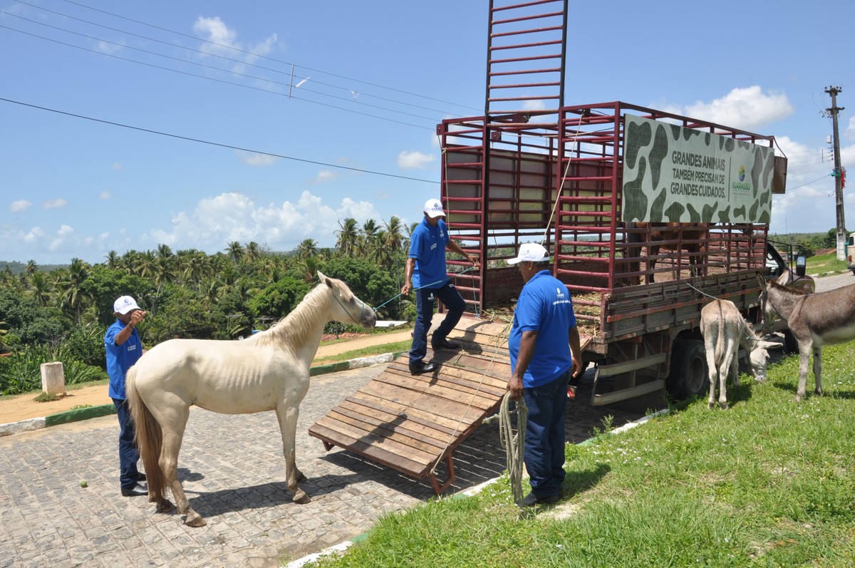 Prefeitura de Igarassu, no Grande Recife, vai apreender animais de ... - Globo.com