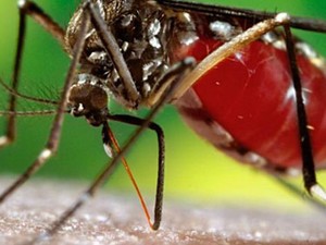 Brasil enfrenta tríplice epidemia do zika vírus, dengue e febre chikungunya. Em comum entre as doenças, o vetor de transmissão, o mosquito Aedes aegypti. (Foto: James Gathany/CDC)
