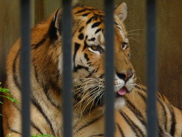 O tigre deixa Felipe apavorado (Foto: Guerra dos Sexos / TV Globo)