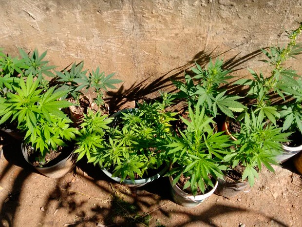 Pés de maconhas são apreendidos em Belo Horizonte (Foto: PMMG/Divulgação)