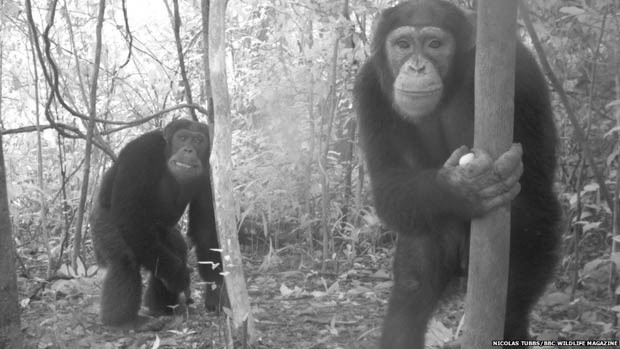 As câmeras clicam quando um sensor é acionado, geralmente pelo movimento. Estes dois chimpanzés fizeram uma destas câmeras disparar em Serra Leoa, na África (Foto: Nicolas Tubbs/BBC Wildlife Magazine)
