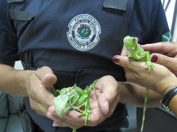 Iguanas são encontradas dentro de encomenda nos Correios de Valinhos (SP) (Foto: Guarda Municipal de Valinhos)