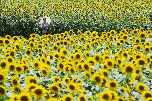 A cidade de Zama, na prefeitura de Nakagawa (Japão), espera ver um aumento no fluxo de turistas após investir no Festival dos Girassóis. (Foto: Toru Yamanaka/AFP)