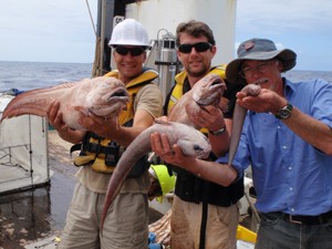 Equipe de cientistas segura peixes capturados em expedição (Foto: Divulgação/NIWA/University of Aberdeen)