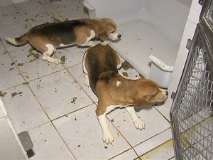 Cães retirados de laboratório em São Roque (Foto: Reprodução/TV Tem)