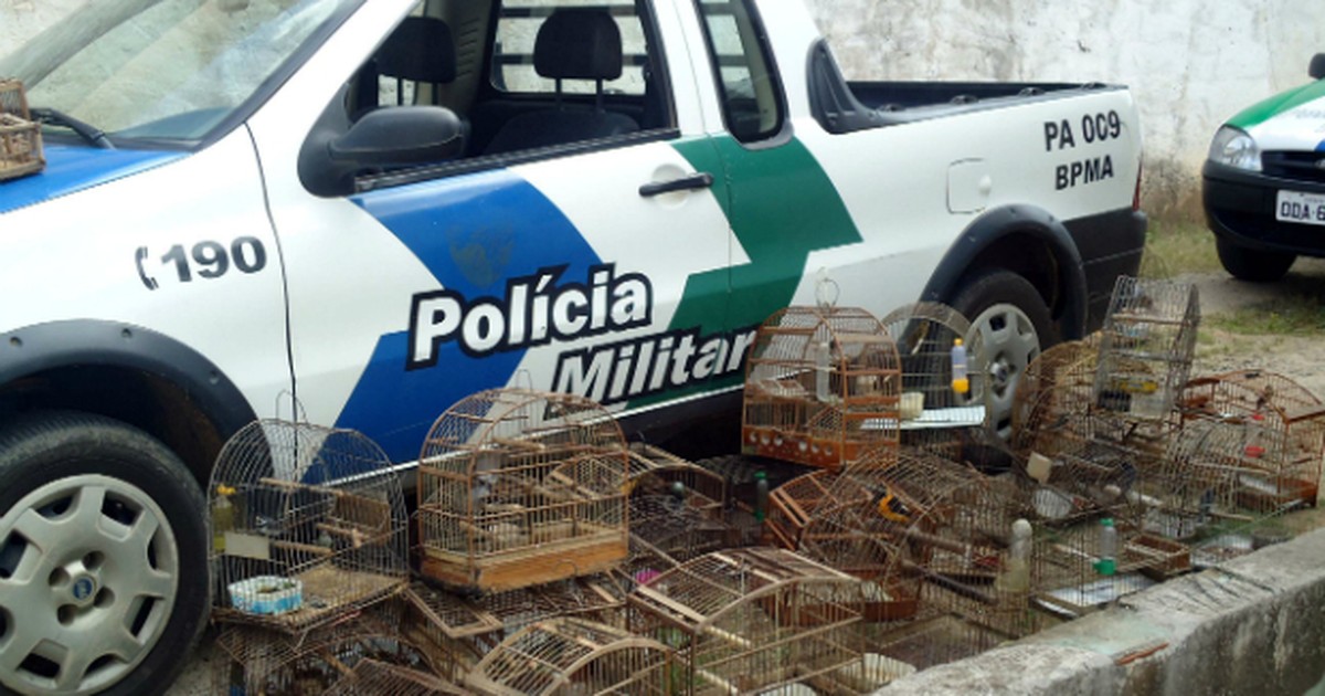 G Pol Cia Ambiental Apreende Aves Em Cativeiro No Noroeste Do Es