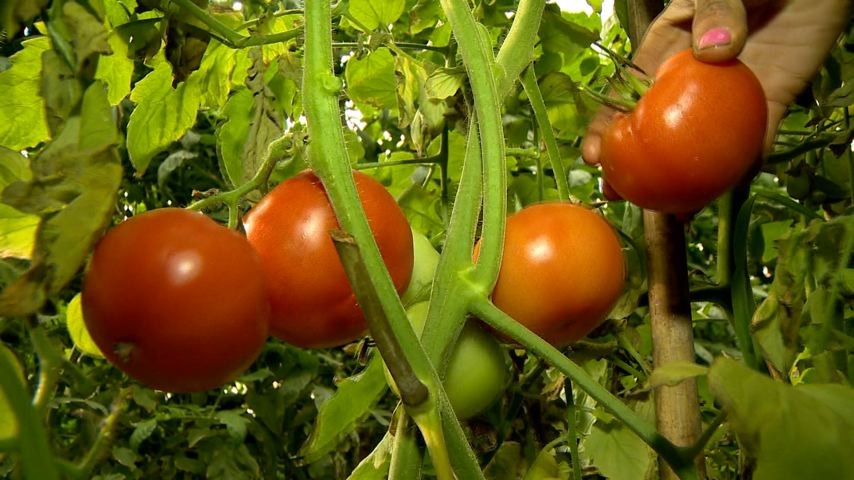 Estufas na plantação de tomate e pimentão é destaque no Jornal do Campo (Foto: Divulgação/ TV Gazeta)