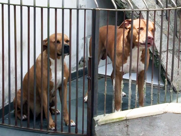 Pai e filha são internados após ataque de dois pitbulls em Registro, SP (Foto: Reprodução/TV Tribuna)
