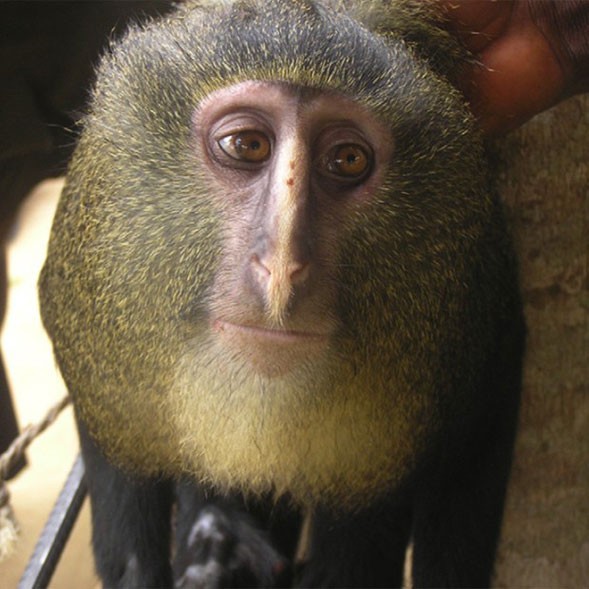  Nova espécie de macaco 'loiro' é descoberta na África. O 'Cercopithecus lomamiensis' é tímido, herbívoro e tem corpo magro, anda em grupo e é encontrado em floresta do Congo. (Foto: Reprodução/PLoS One)