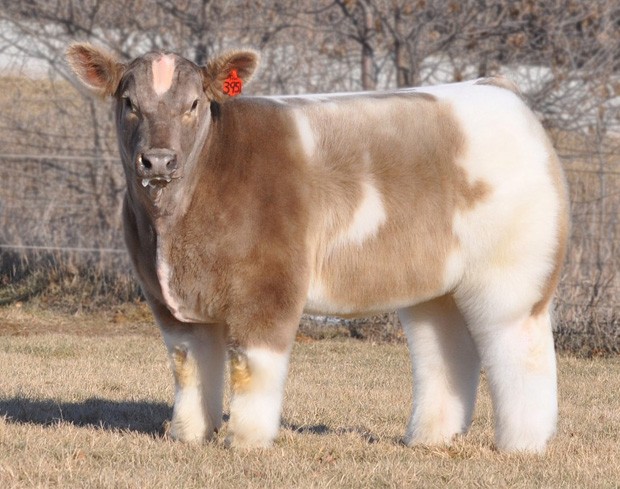 Vacas geneticamente alteradas viraram sensação na web por parecerem 'de pelúcia' (Foto: Divulgação/Lautner Farms)