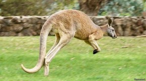 Cientistas Descobrem Primeiros Animais Canhotos Os Cangurus Natureza G1