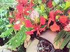 Fernanda Souza faz foto em jardim florido e arranca elogios dos fãs