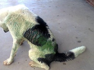 Cachorro também saiu com pelo colorido após entrar em lagoa, no Espírito Santo (Foto: João Lucas/ VC no ESTV)