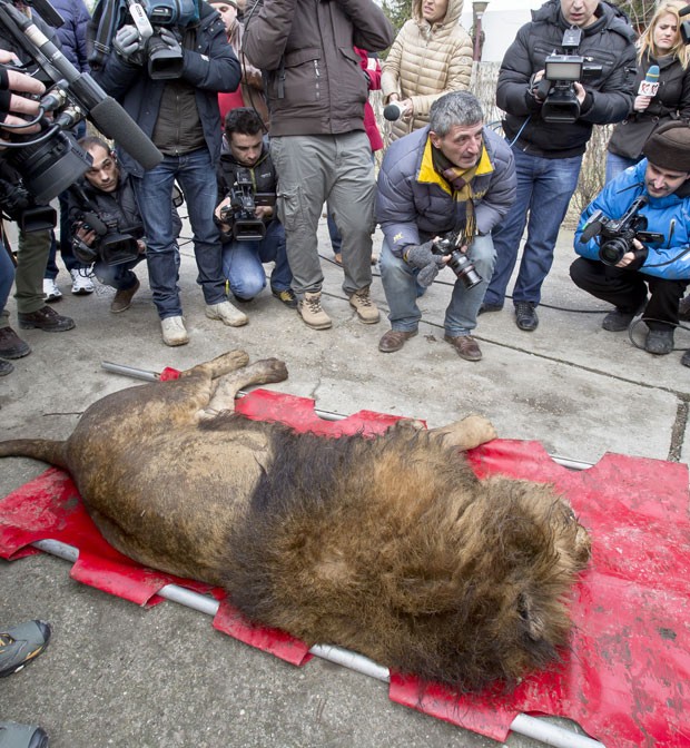 Autoridades romenas removeram quatro leões e dois ursos que o famoso gangster Ion Balint mantinha em sua propriedade (Foto: Vadim Ghirda/AP)