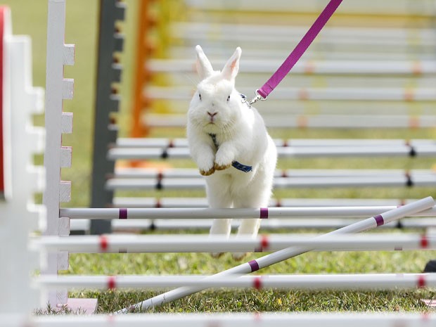 Coelhos participam de três diferentes categorias (Foto: Jens Meyer/AP)