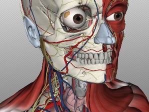 Biodigital Human