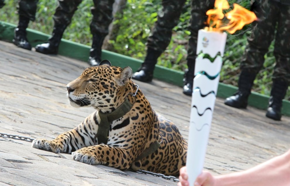 A onça Juma durante a cerimônia em Manaus