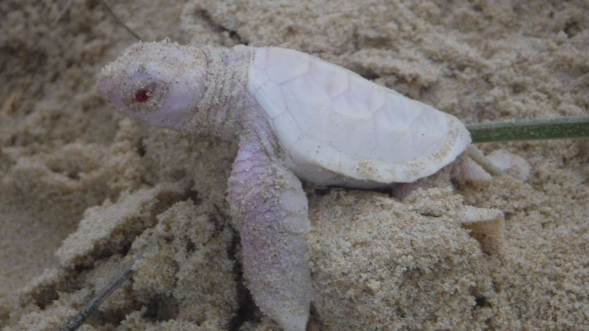 tartaruga albina2 (Foto: Divulgação)