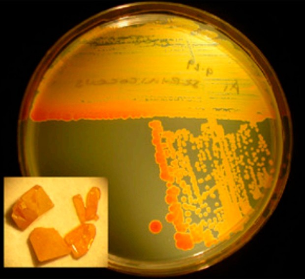 Imagem mostra a bactéria marinha Serinnicoccus se desenvolvendo em uma placa dede ágar, no laboratório; no destaque, cristais de seriniquinona (Foto: Copyright National Academy of Sciences/Divulgação)